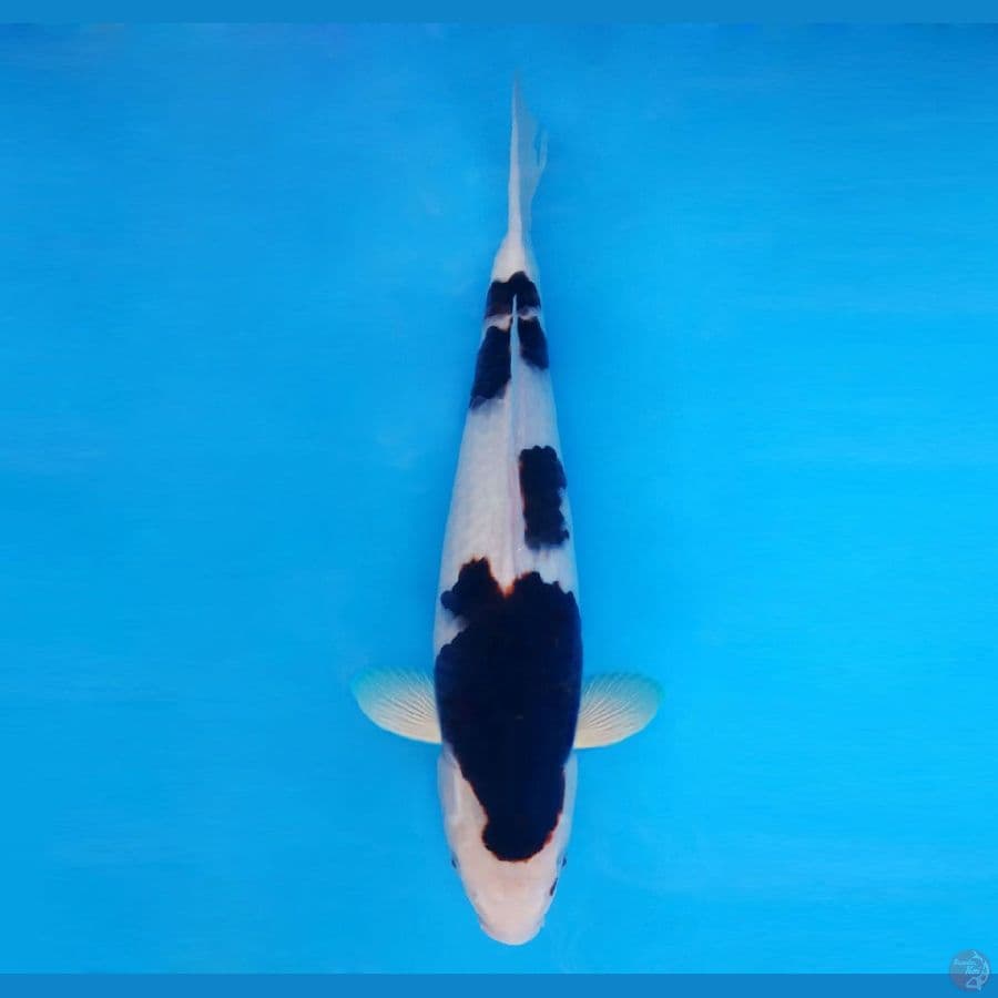 IZUMO 3 ~ Budo Goromo SPC 39 cm/male™,-
