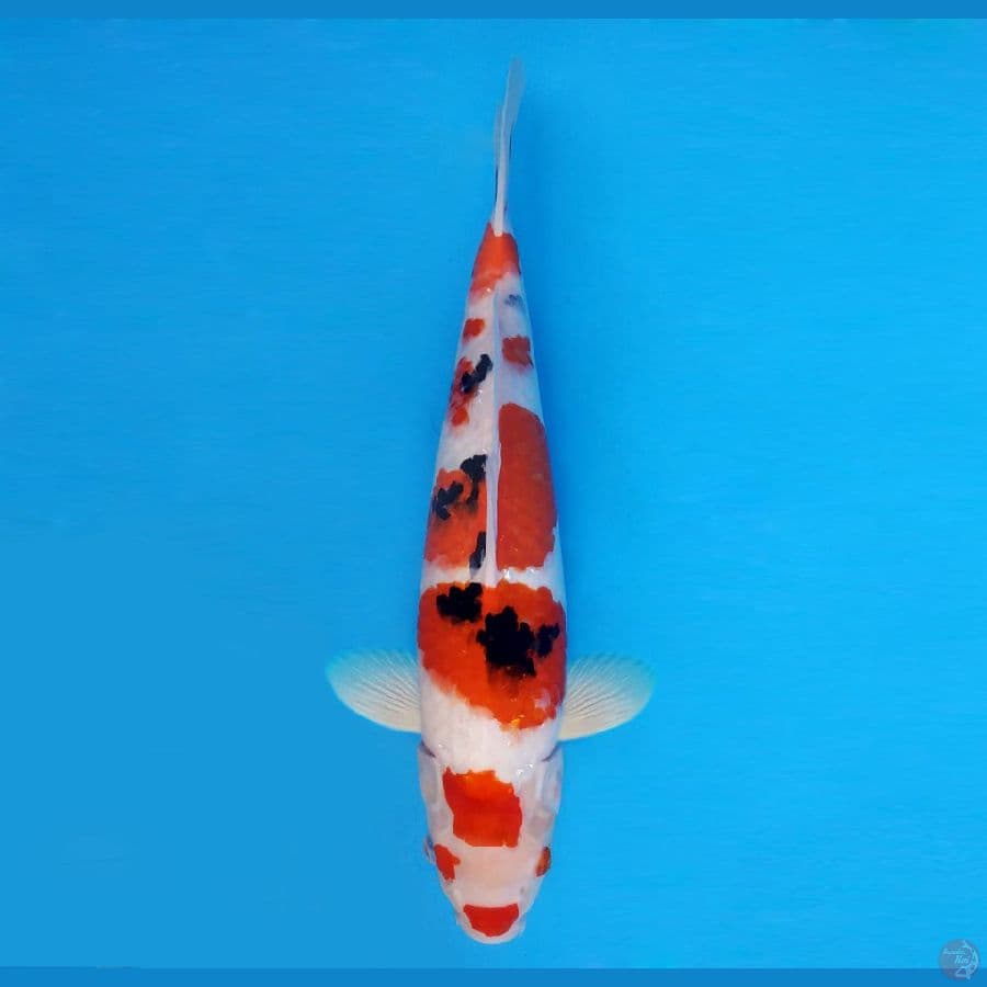 IZUMO 5 ~ Sanke SPC 39 cm/male™,-