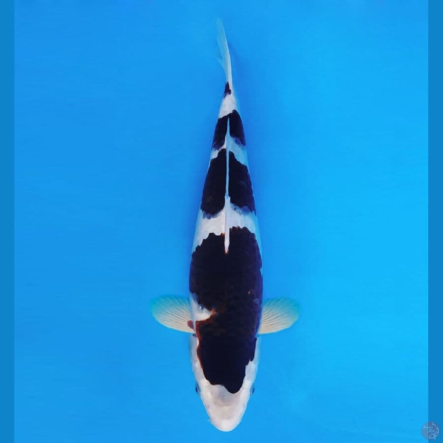 IZUMO 6 ~ Budo Goromo SPC 33 cm/fm™,-