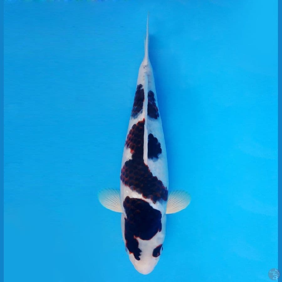 IZUMO 8 ~ Budo Goromo SPC 38 cm/fm ™,-