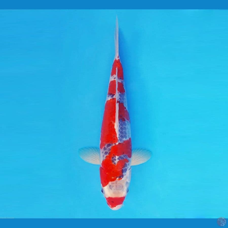 IZUMO 9 ~ Goshiki 31 cm/male™,-