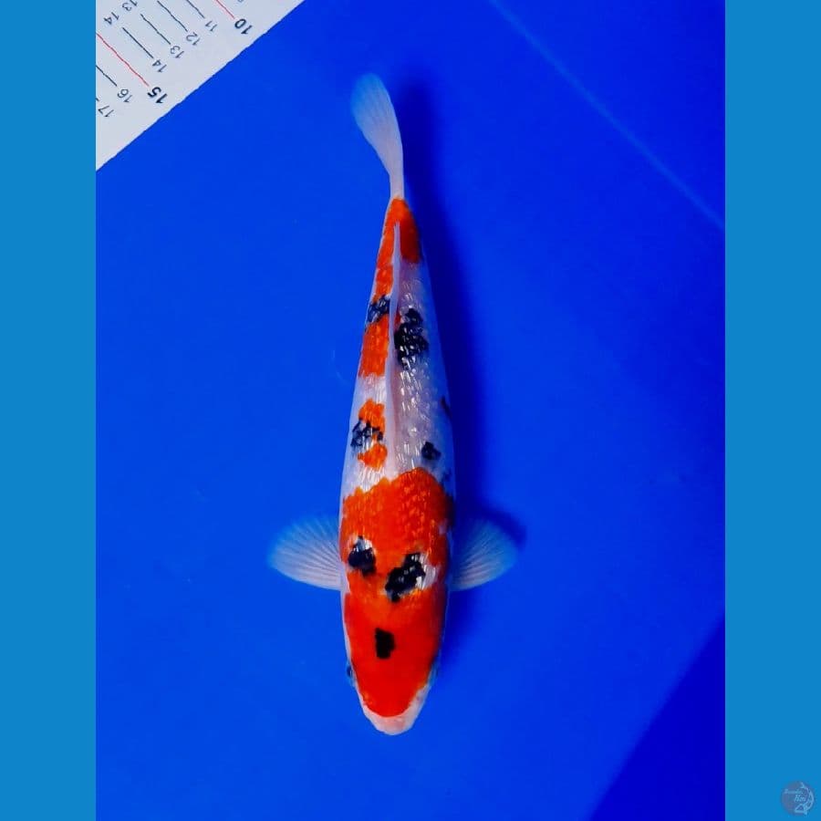 sanke gindrin male 25cm 