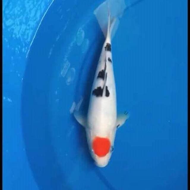 Tanhco.size.20cm