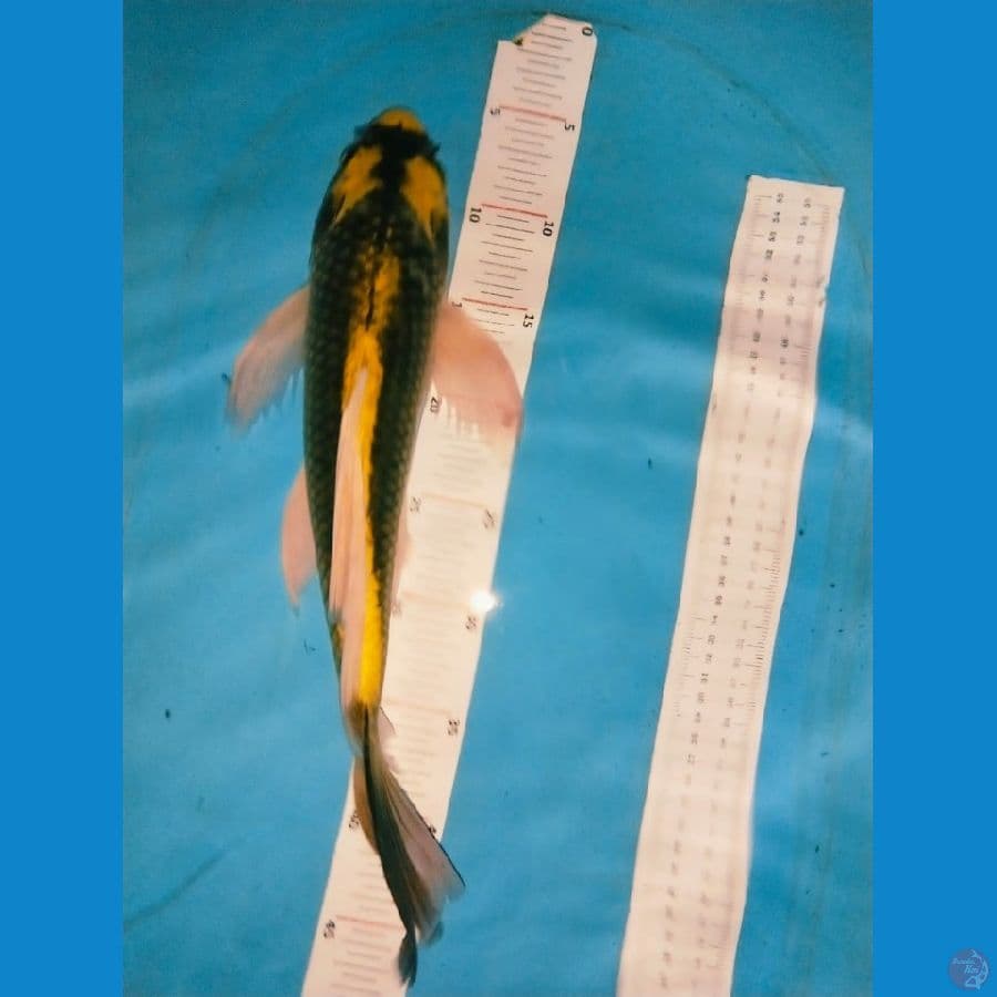 kumpay 41cm jantan