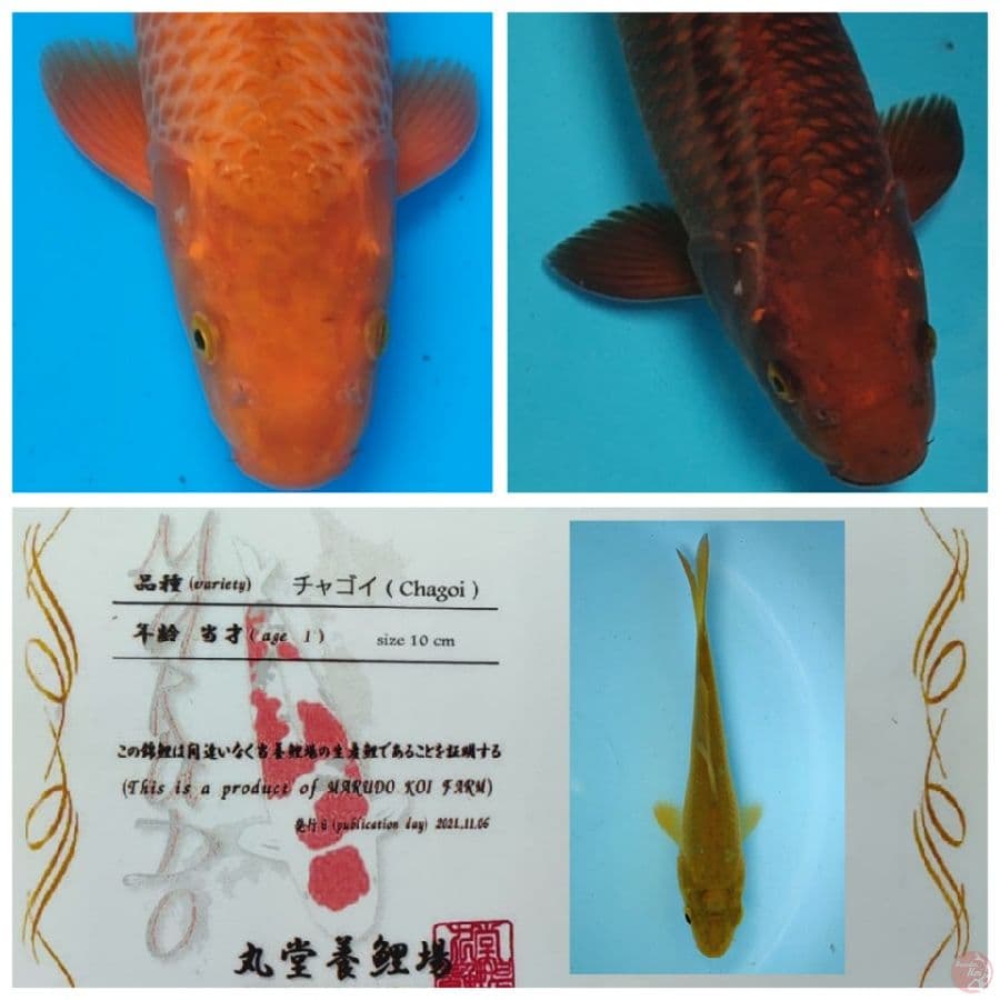 IMPORT CHAGOI MUTASI KARAMEL MARUDO 40BU