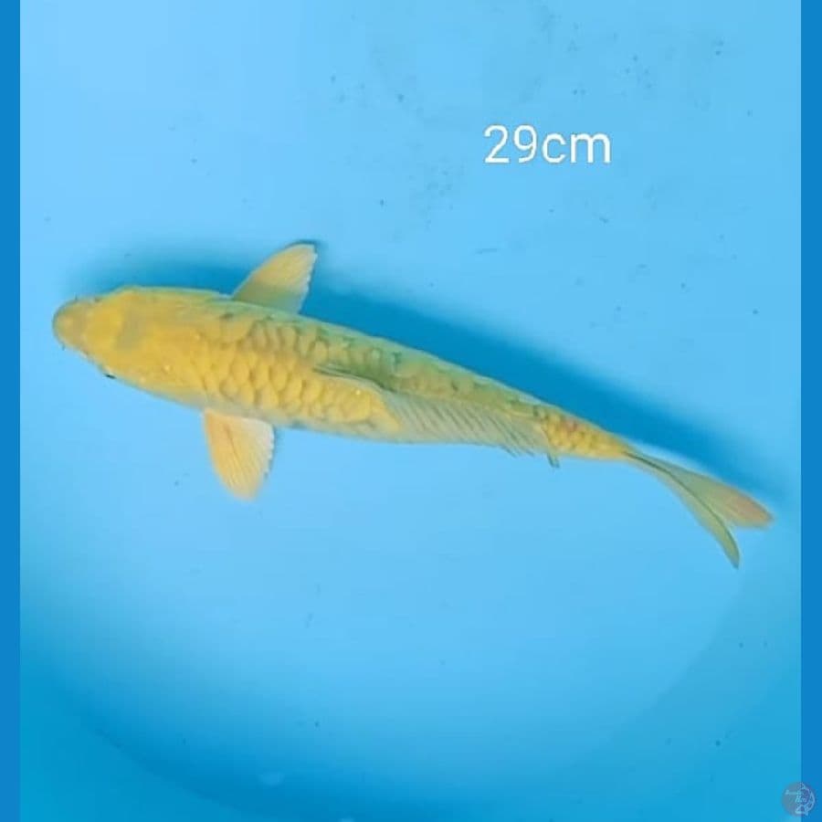 Dragon ijo 29cm