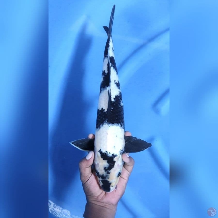 SHITO UTSURI # 41CM - M
