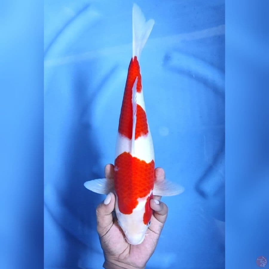 KOHAKU STRONG # 35CM - F