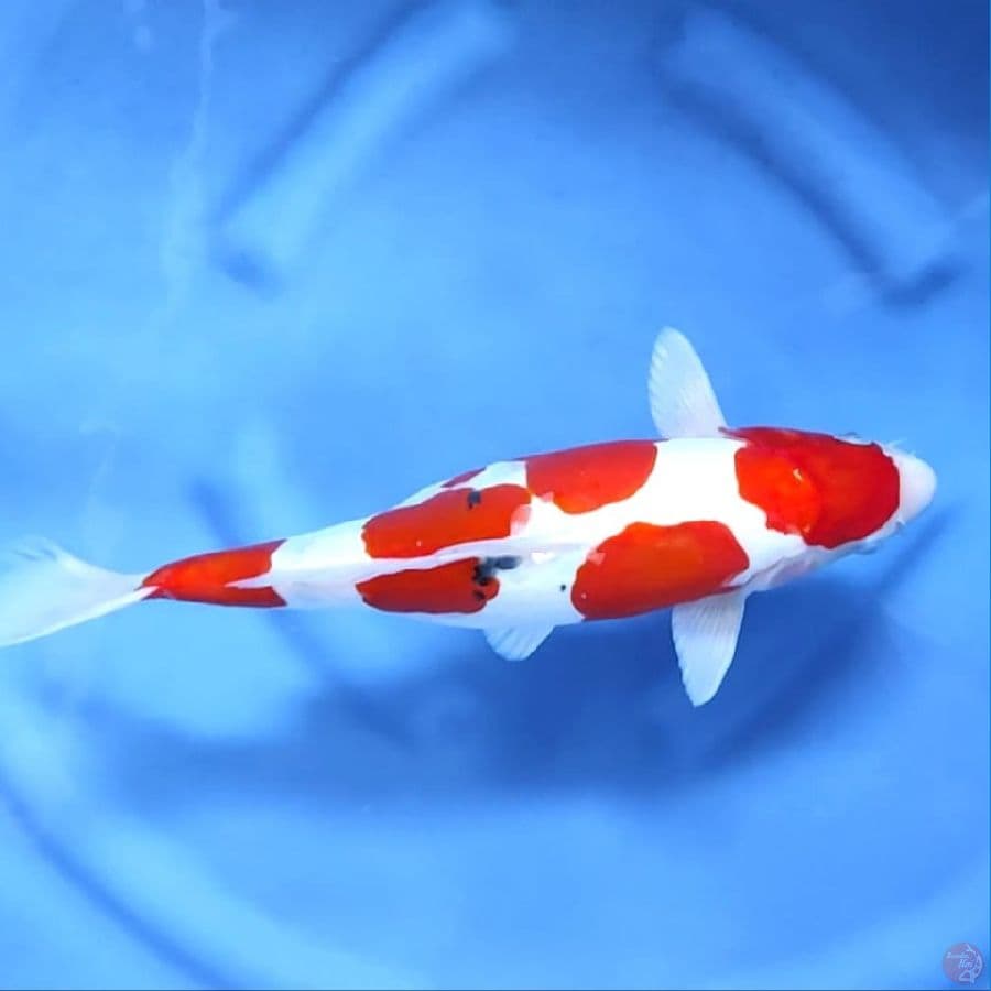 DOITSU SANKE # 35CM - F