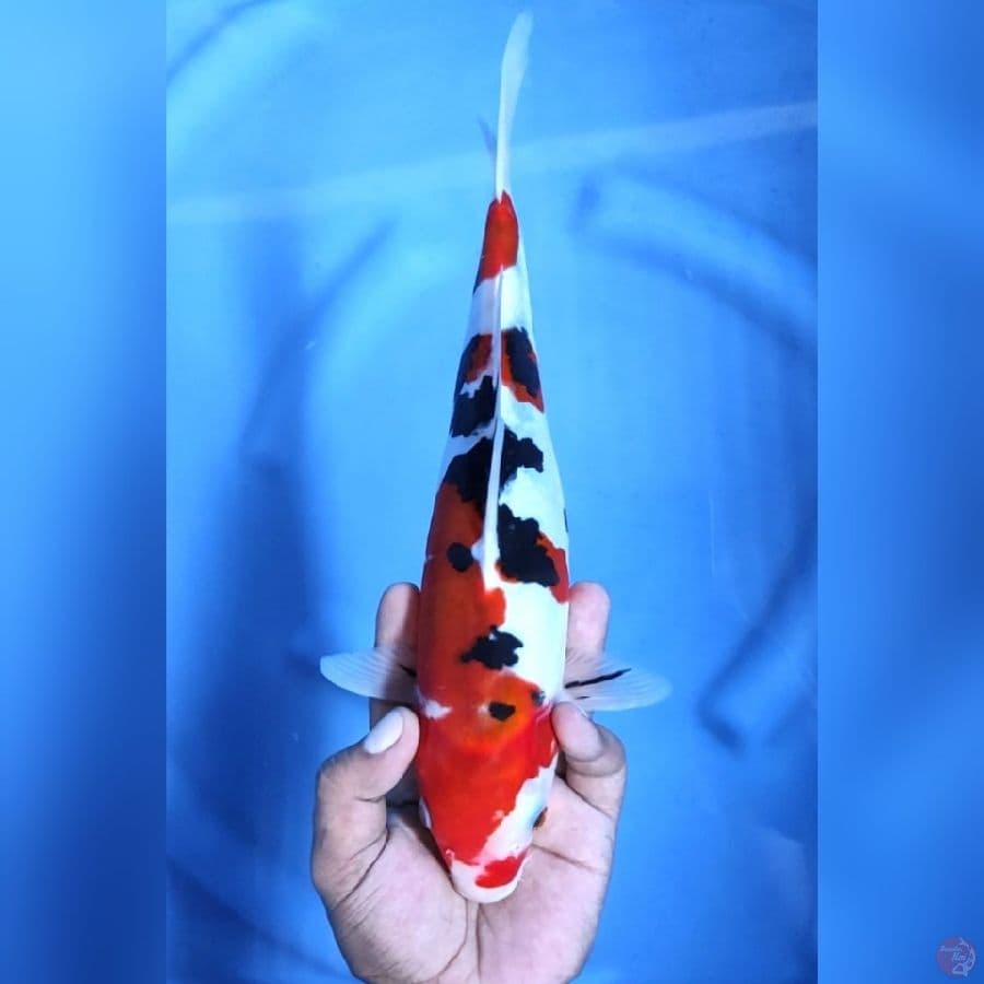 DOITSU SANKE # 31CM - F