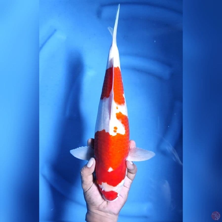 KOHAKU # 40CM - M