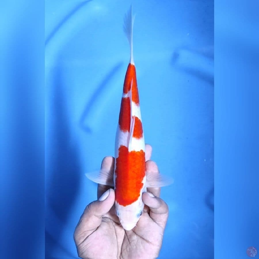 KOHAKU # 27CM - M