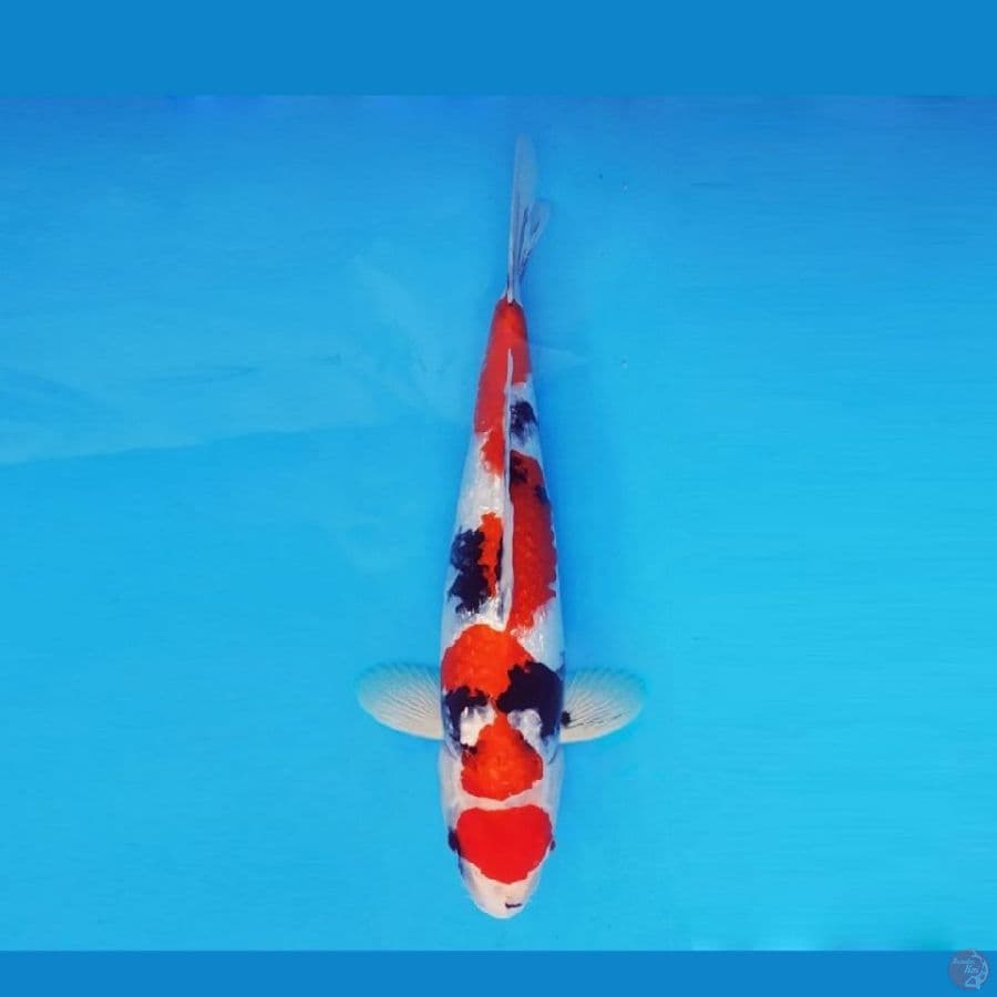 Showa Ginrin, 40 up cm