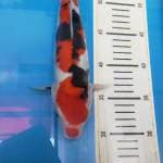 SHOWA DOITSU 29CM MALE GOOD QUALITY (IG @LYNNKOI_JAKARTA)