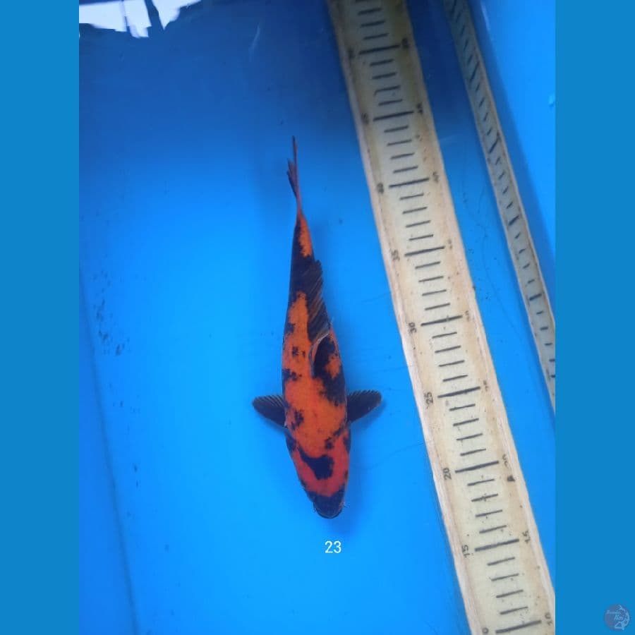 hiutsuri 23cm
