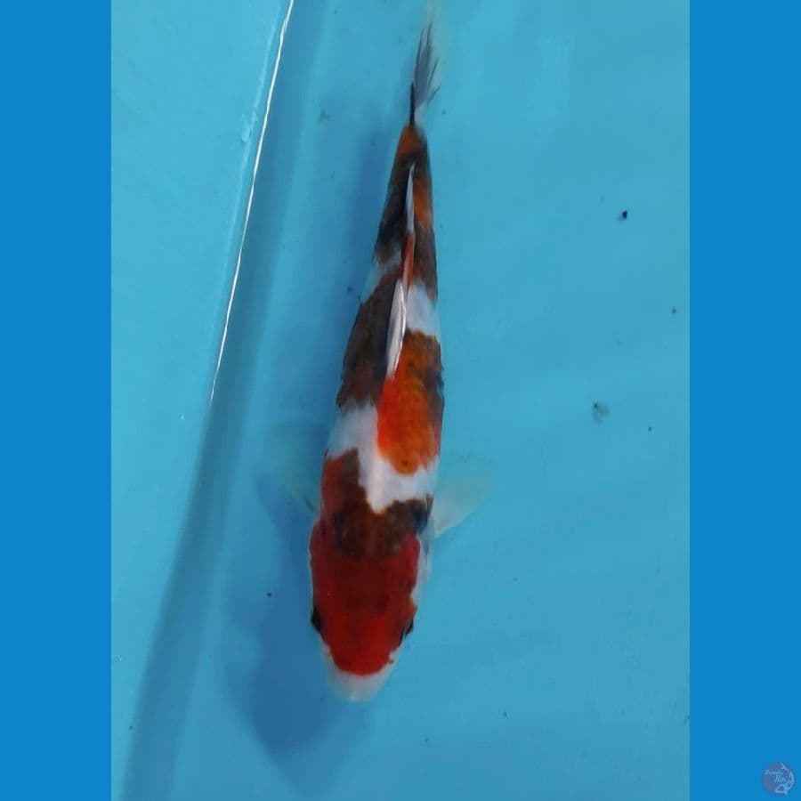 goromo showa 17cm