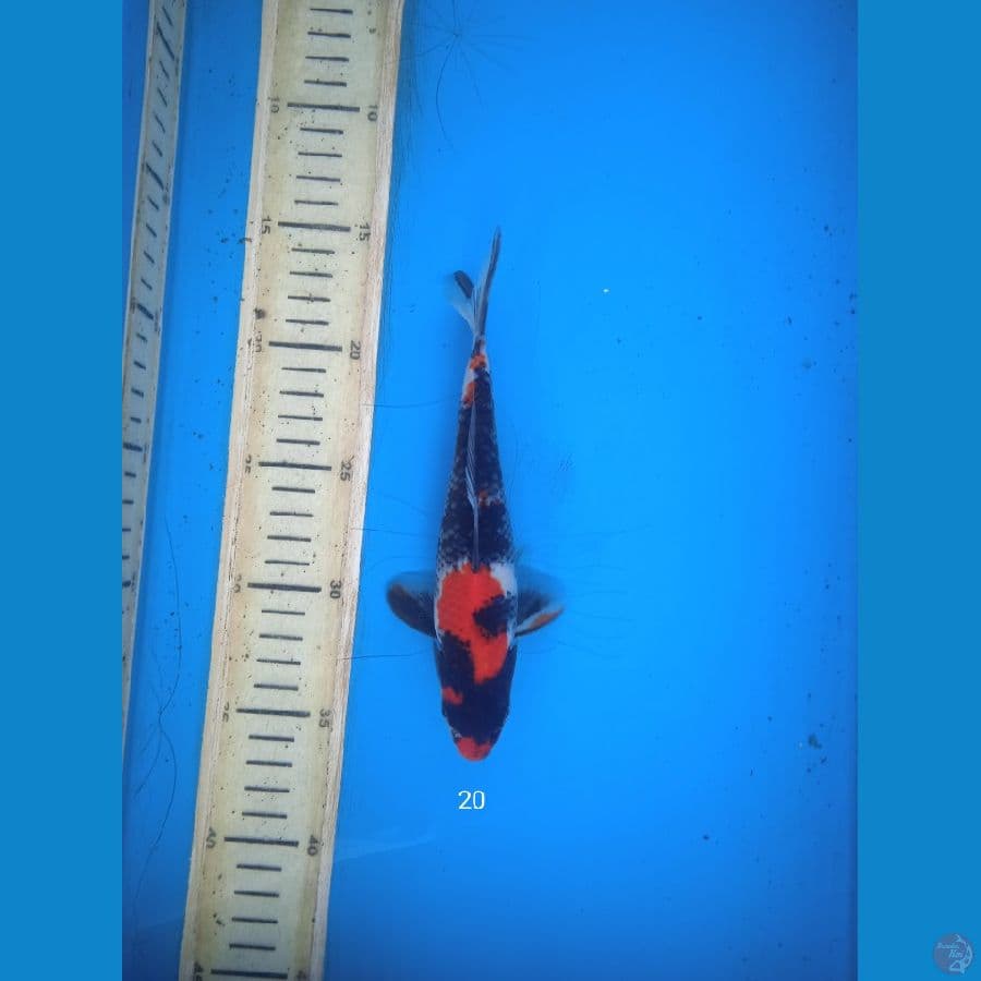 showa 20cm