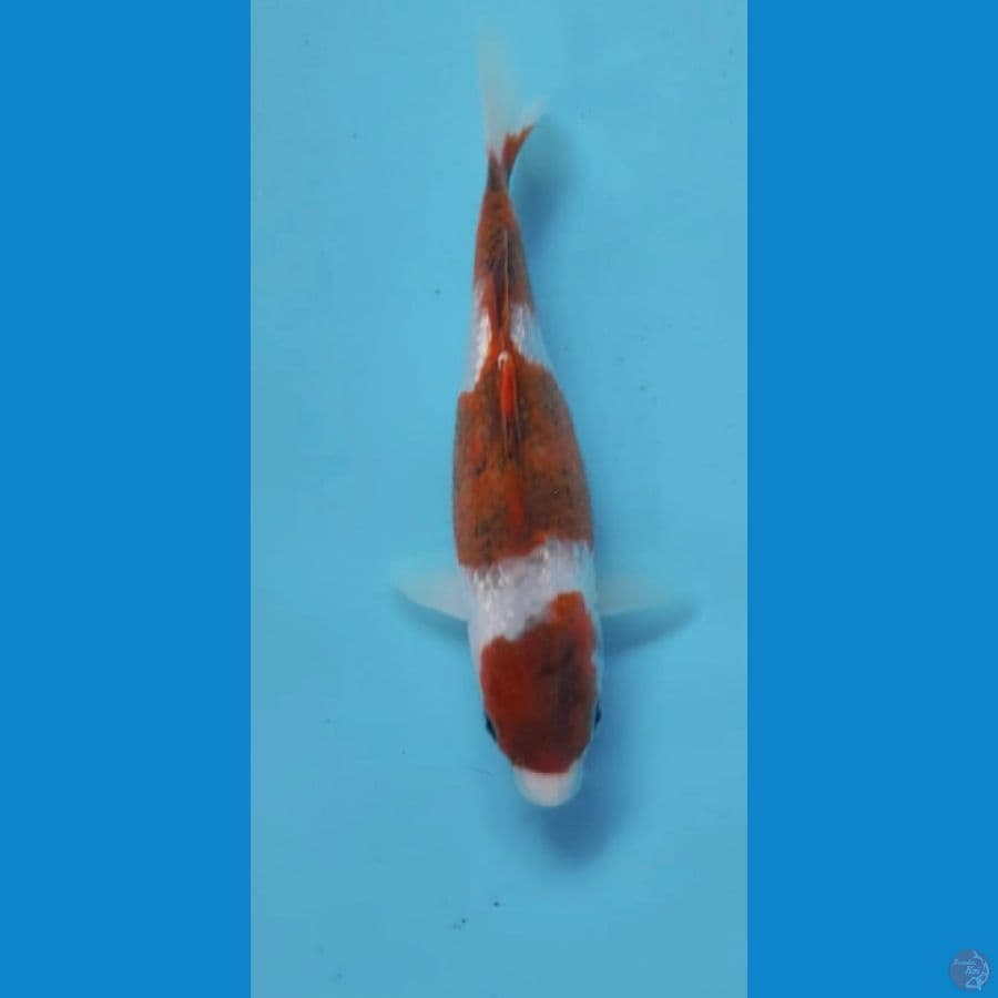 goromo ginrin 17cm