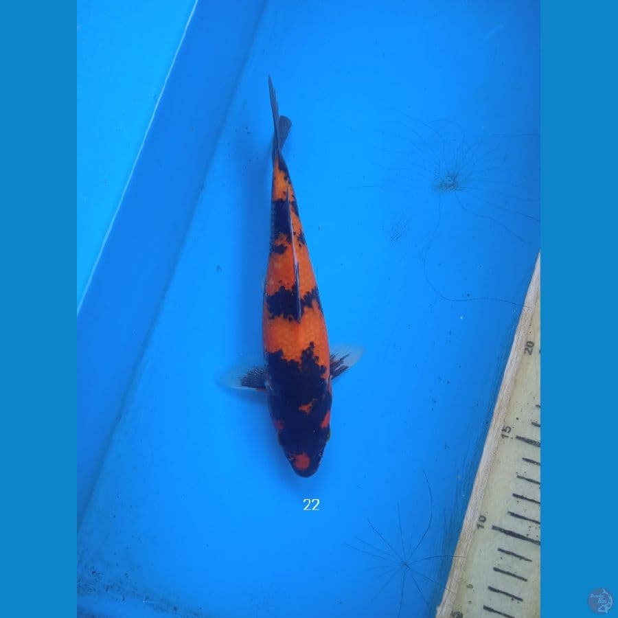 hishowa 22cm
