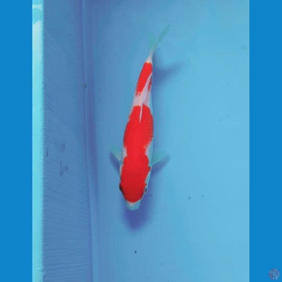 kohaku 16cm