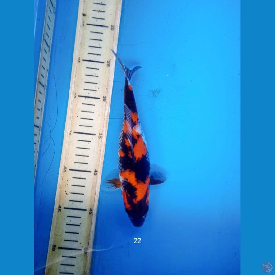 showa 22cm
