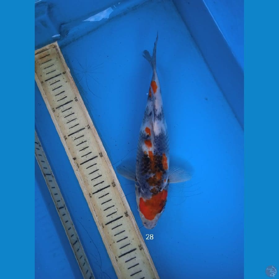 showa 28cm