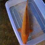 40cm Karamel