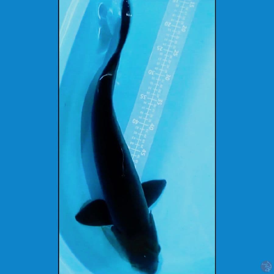 KARASUGOI DOITSU MURNI TEMBUS 53CM//MALE