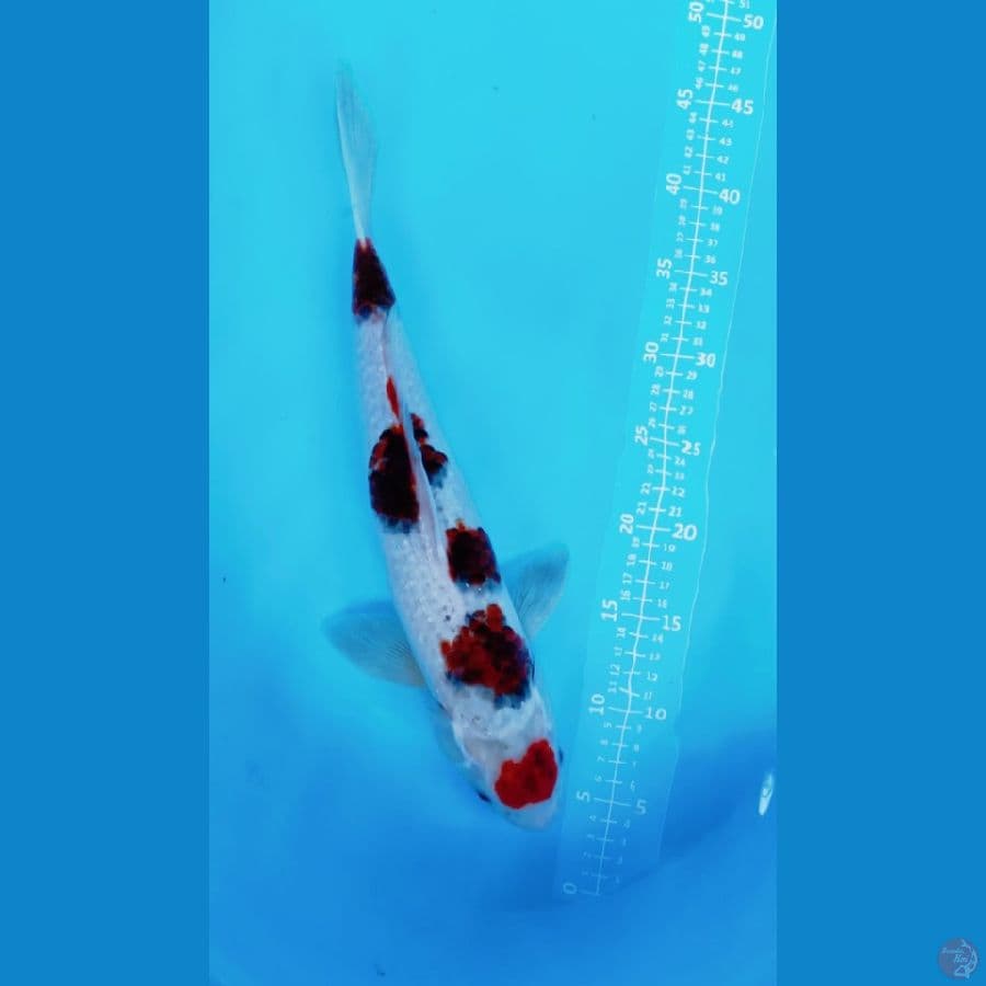 GOROMO 44CM//MALE//