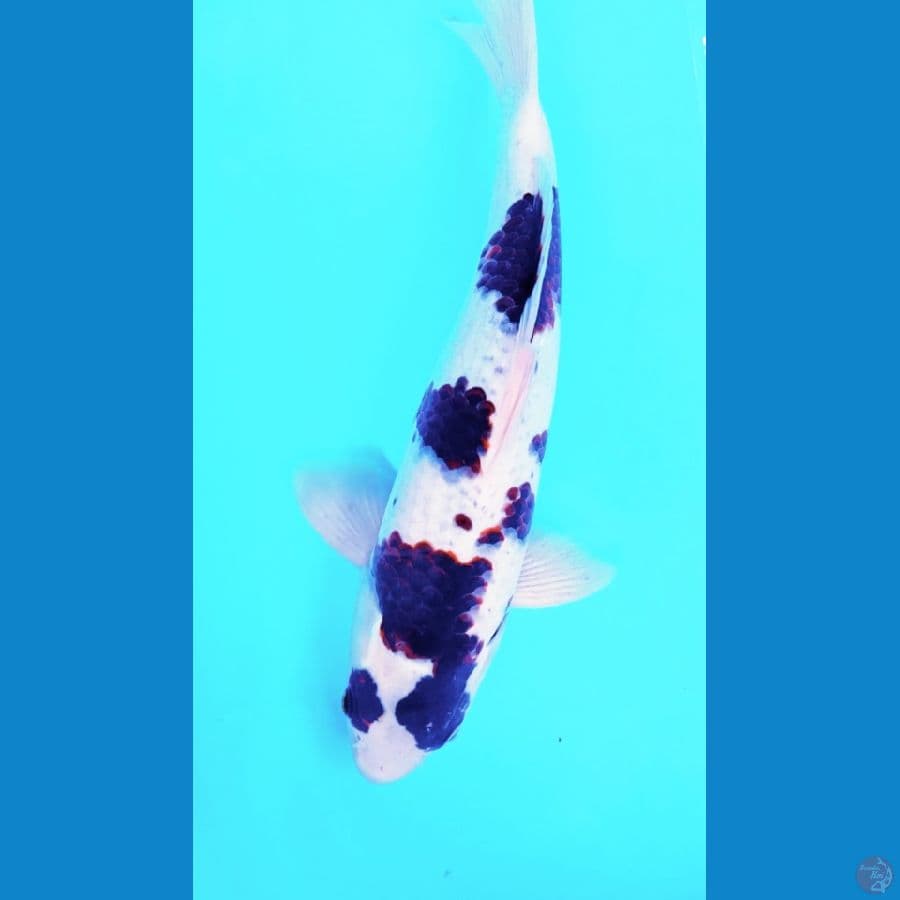 GOROMO 38CM//JANTAN//