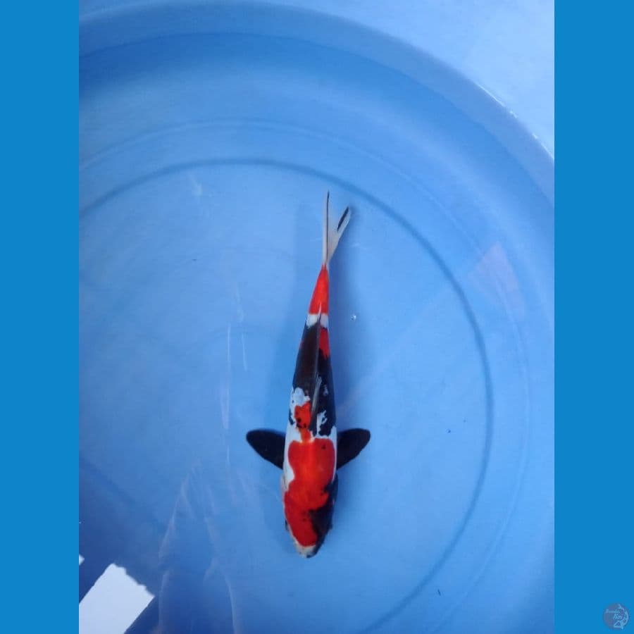 Showa 23 cm