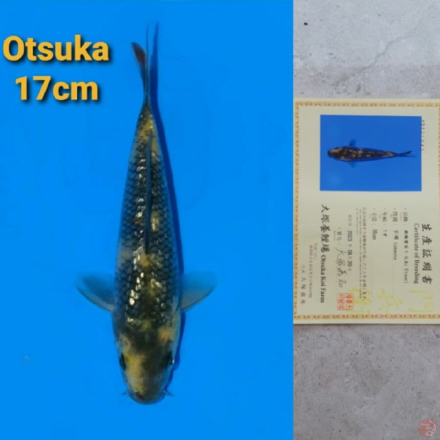 OTSUKA GINRIN KIUTSURI 17CM SERTI