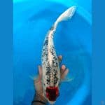 36 cm, tc gosiki M