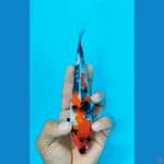 SHOWA (20CM)