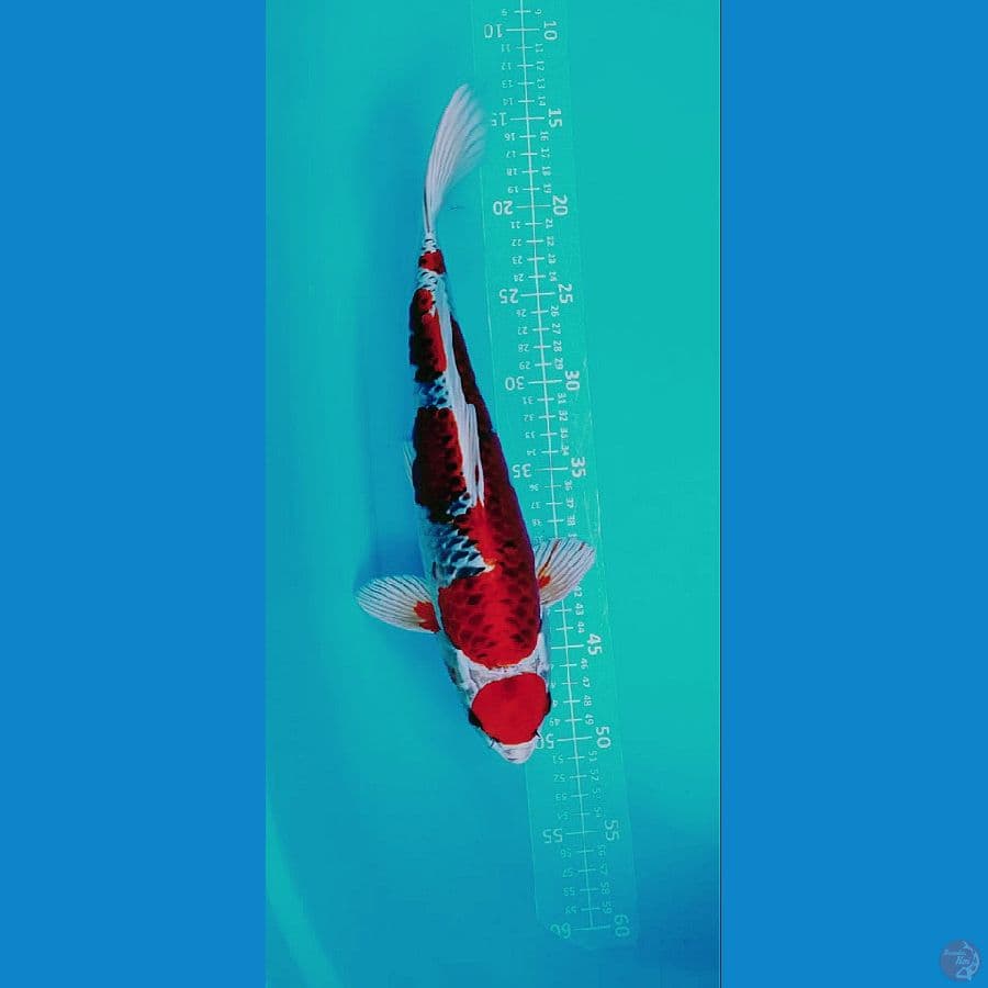 RED KUJAKU MOTOAKA 37CM//GANDER:UNCEK