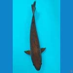 CHAGOI (40CM)