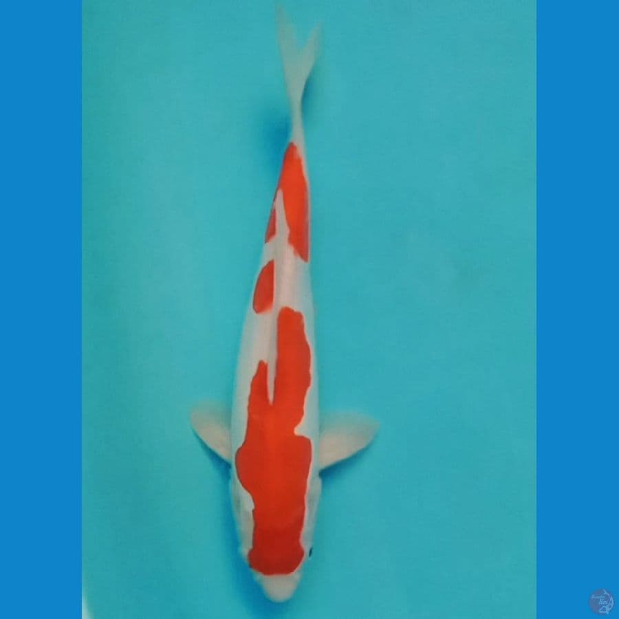 doitsu kohaku