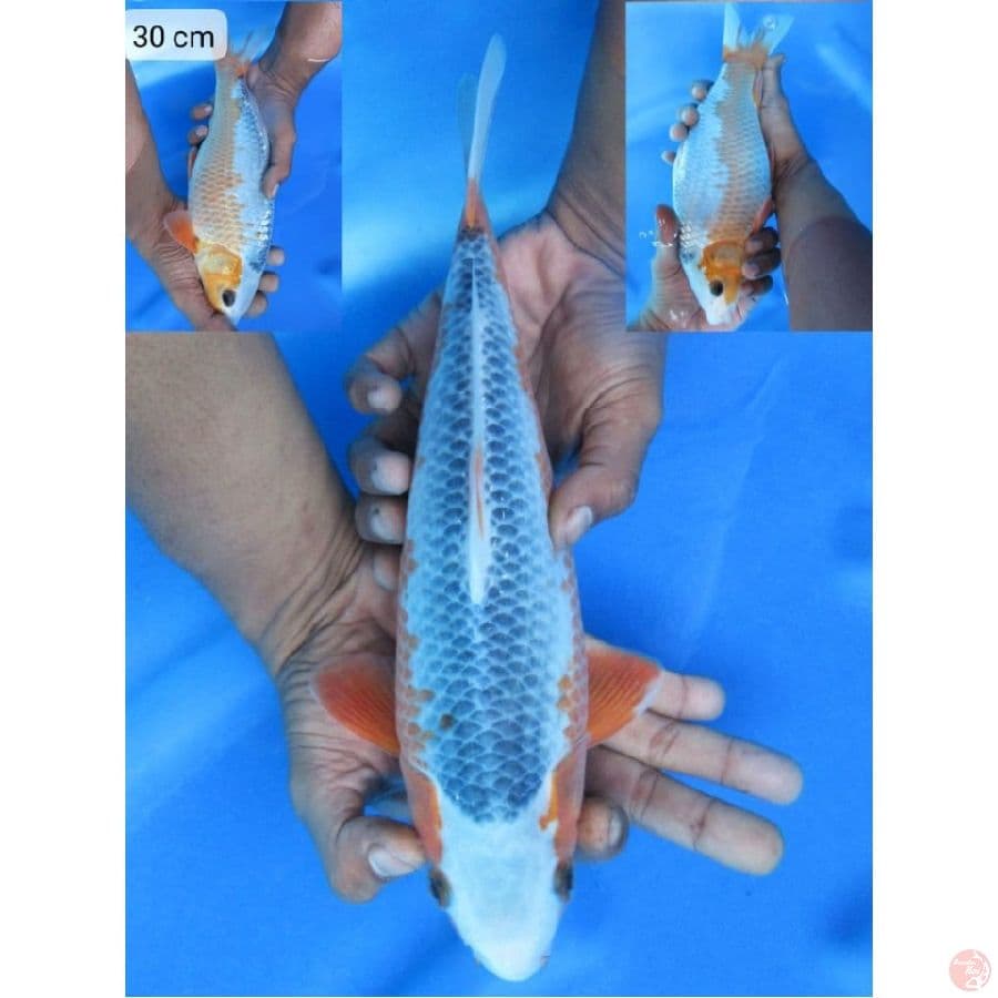 30 cm ,Punuk Asagi