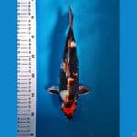 Black Jack kin showa
