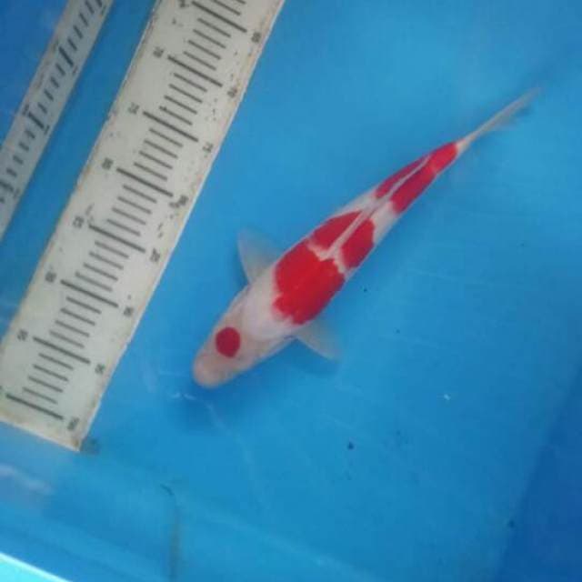 Maruten kohaku