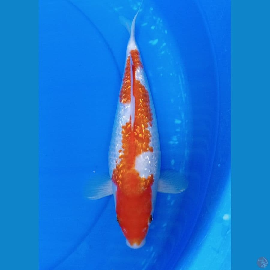 KOHAKU GINDRIN 29 CM 