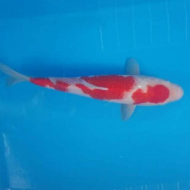Kohaku 2