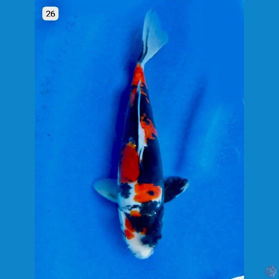 Showa doitsu murni 26cm