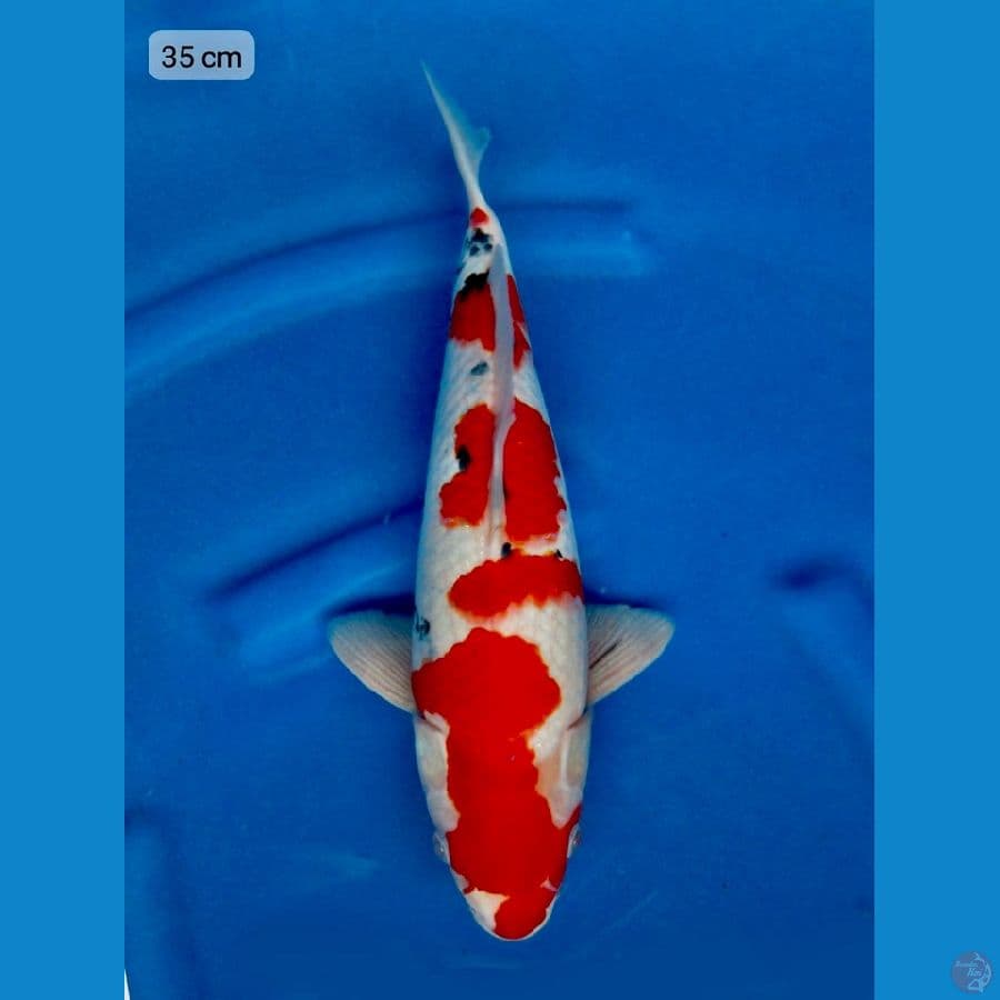 Sanke calon jumbo original 35cm 