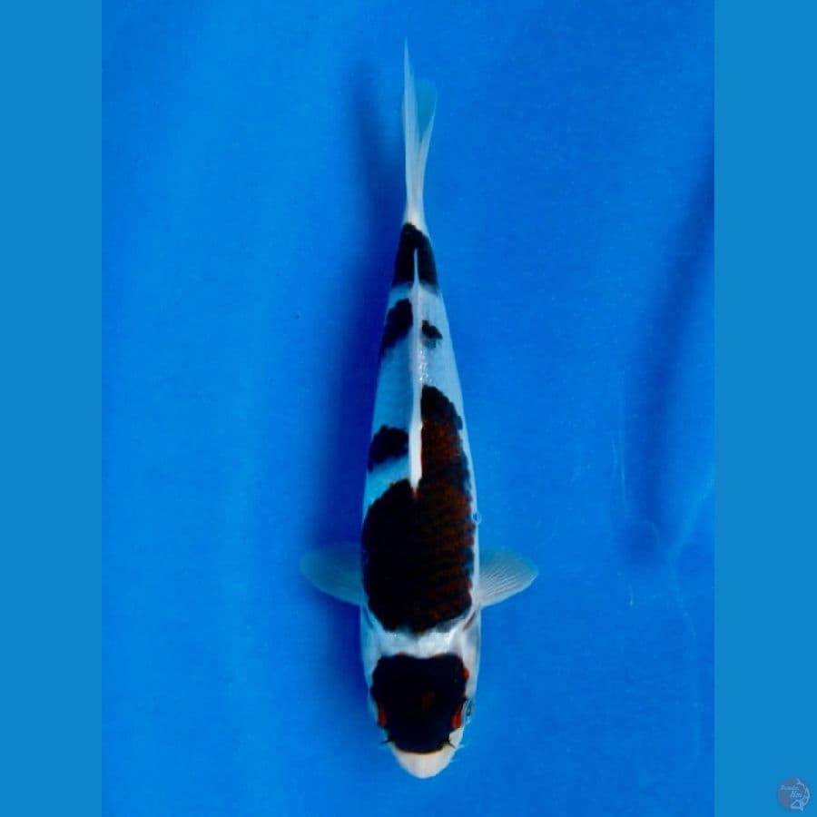 Goromo 23cm