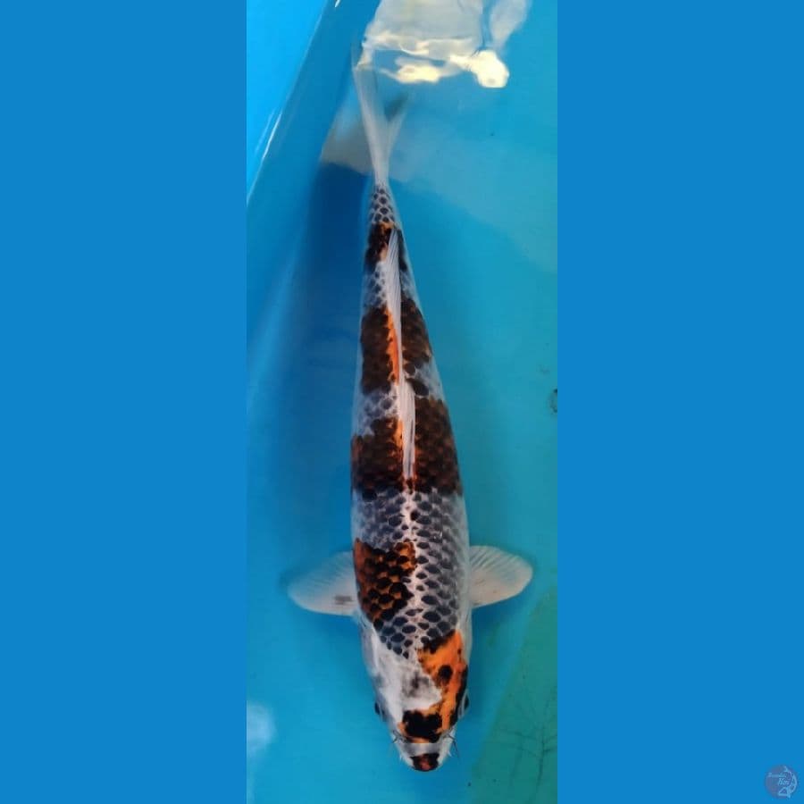 kujaku 36cm 