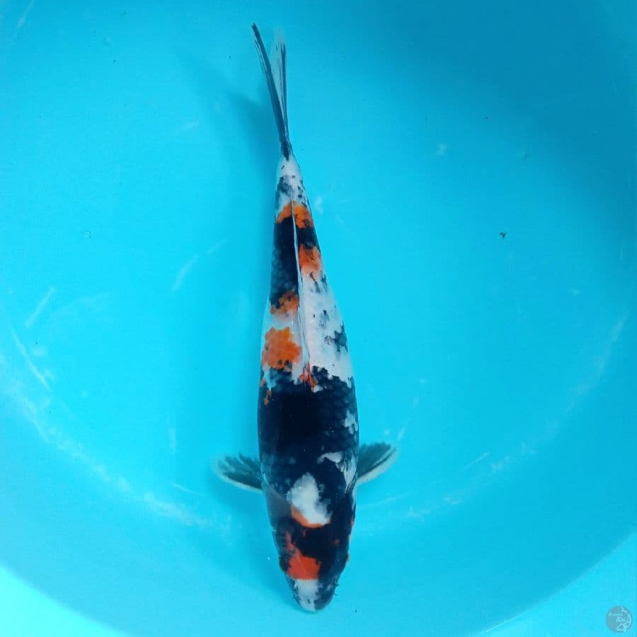 SHOWA FEMALE 37CM