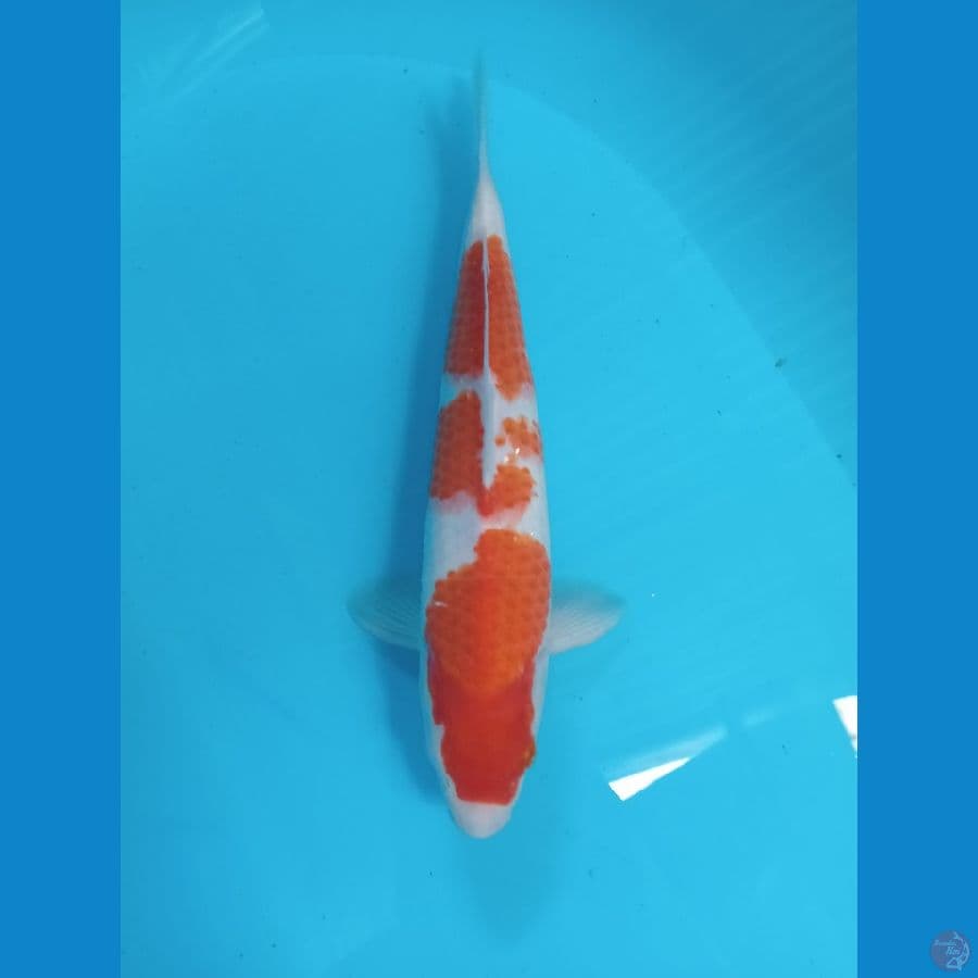 KOHAKU 30 CM