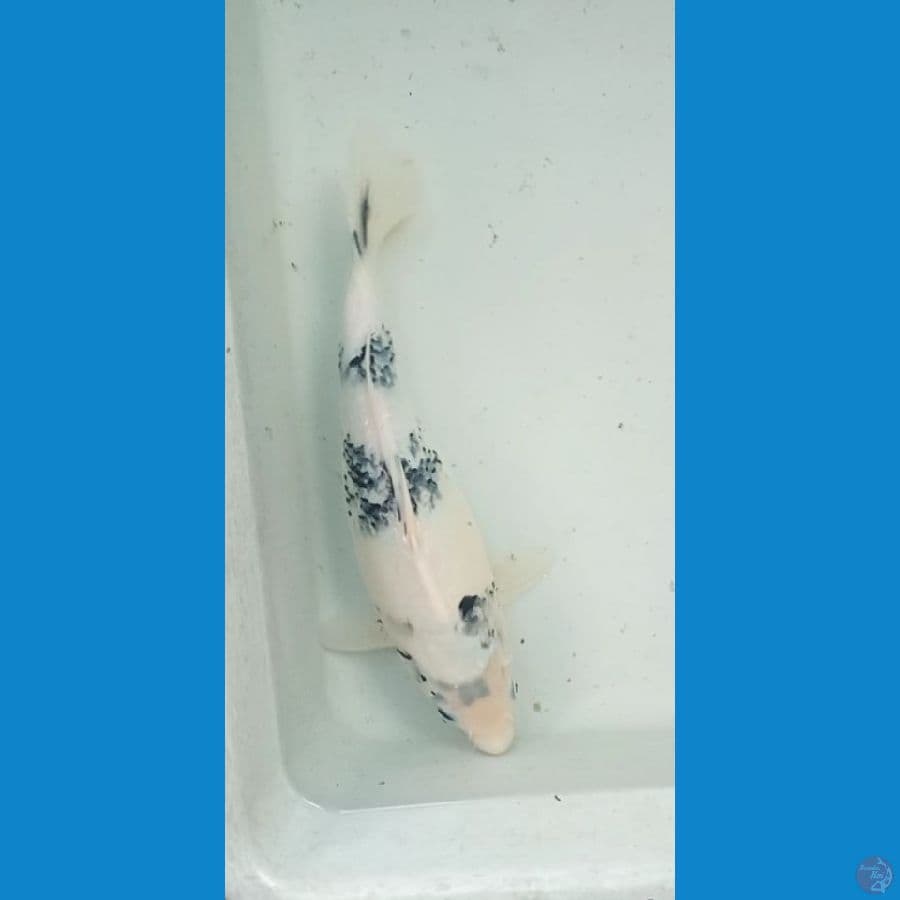 shiro tategoi putih tebal betina 30cm