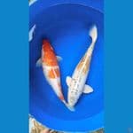 mix koi